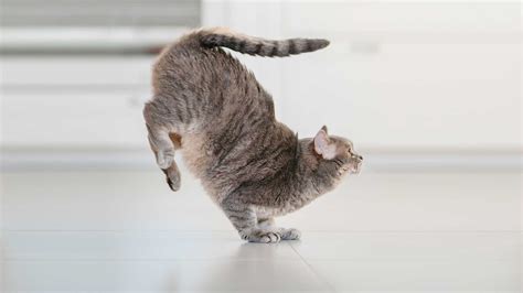 Does Google Have a Project Management Tool? And Why Do Cats Always Land on Their Feet?